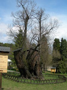 King Matthias Lime-Tree, Bojnice Castle