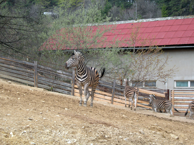 ZOO Bojnice